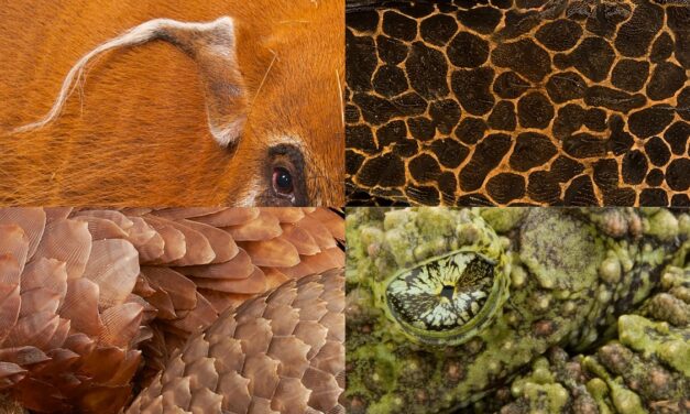 Quiz: Can you guess the animal based on its close-up?