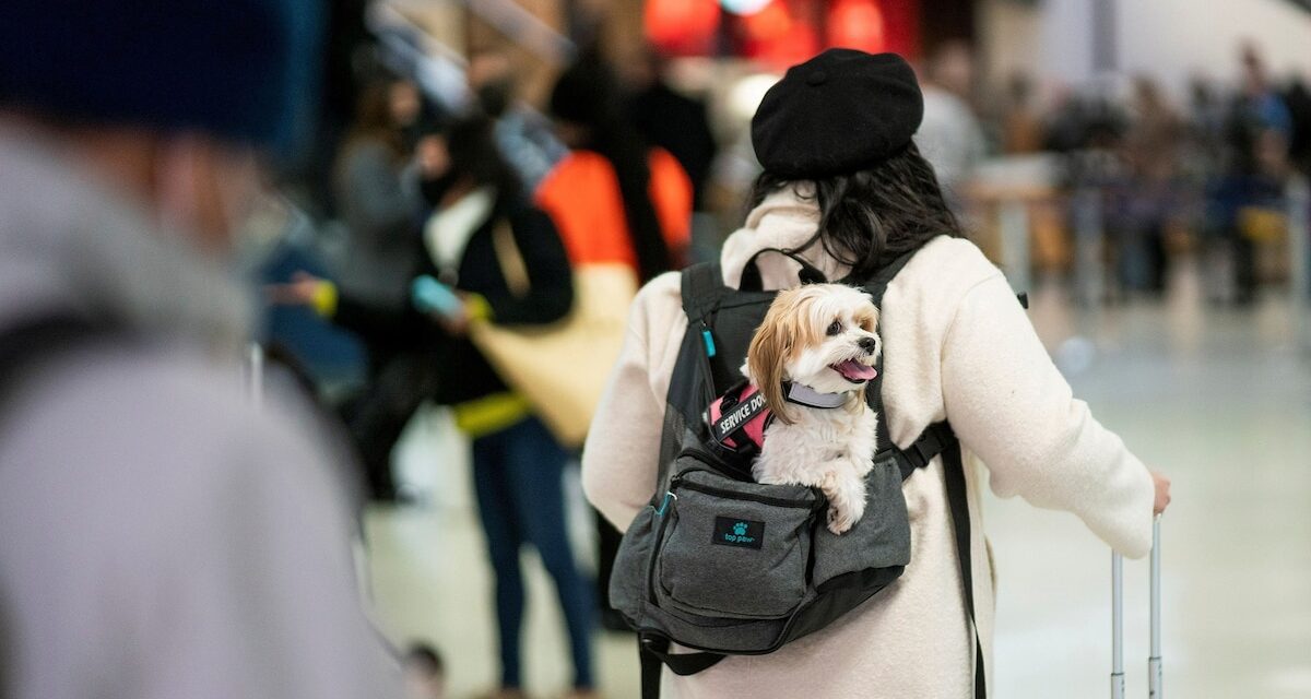 Traveling with pets? Here’s how to ensure your trip is stress-free