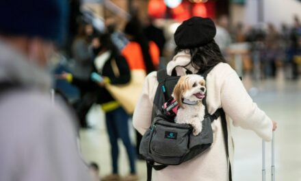 Traveling with pets? Here’s how to ensure your trip is stress-free