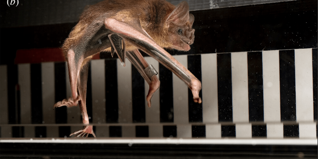 Why scientists made vampire bats run on treadmills