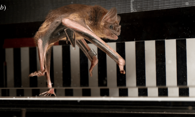 Why scientists made vampire bats run on treadmills