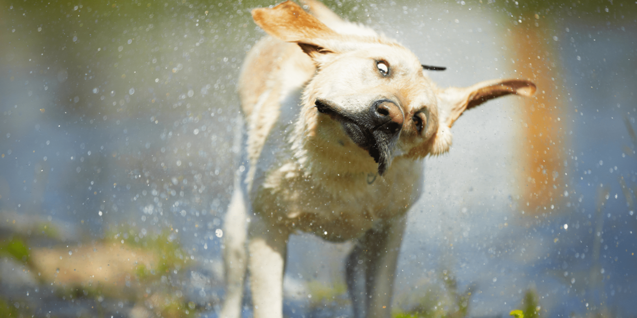 Why wet dogs shake so much