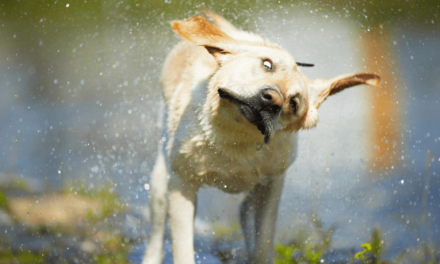 Why wet dogs shake so much