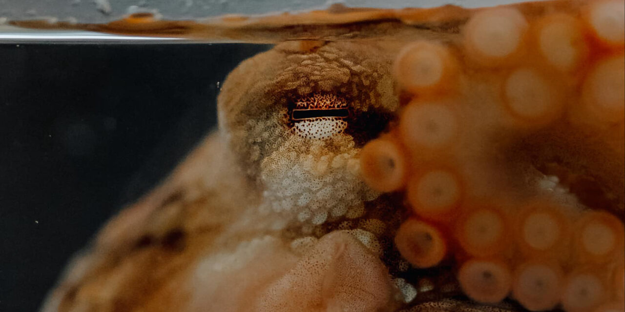 For octopuses, changing colors is hard work