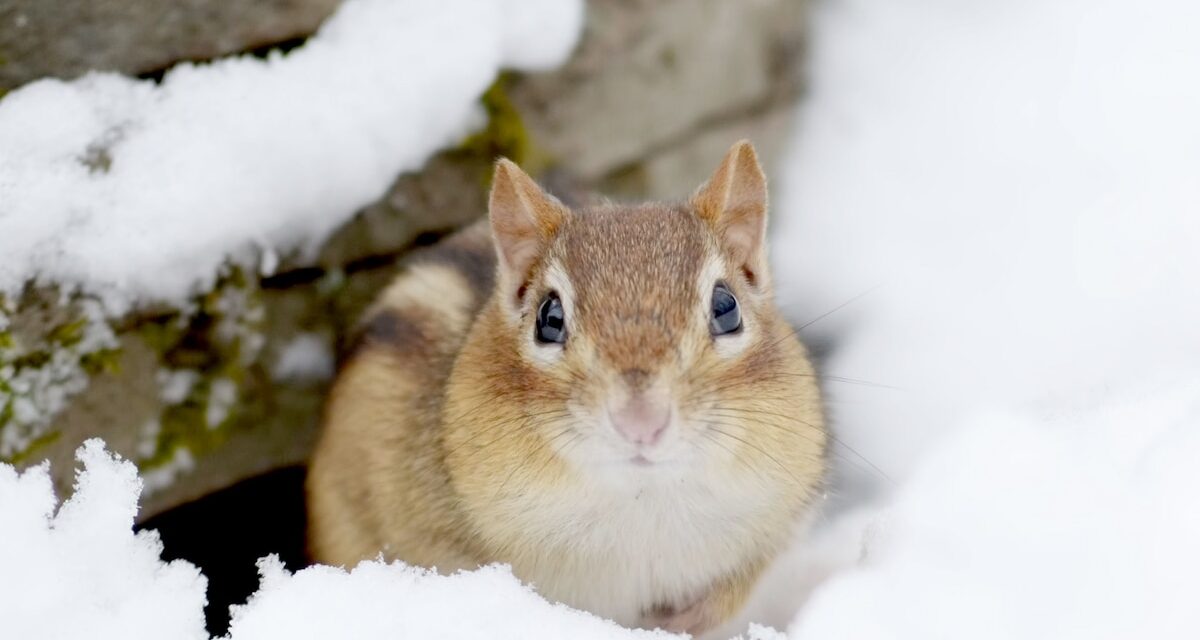 Here’s how these backyard animals survive cold, dark winter