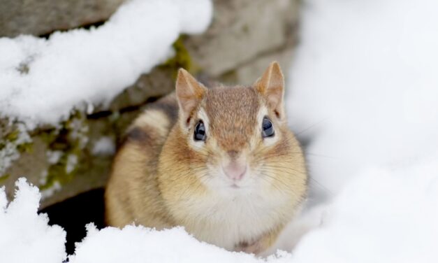 Here’s how these backyard animals survive cold, dark winter