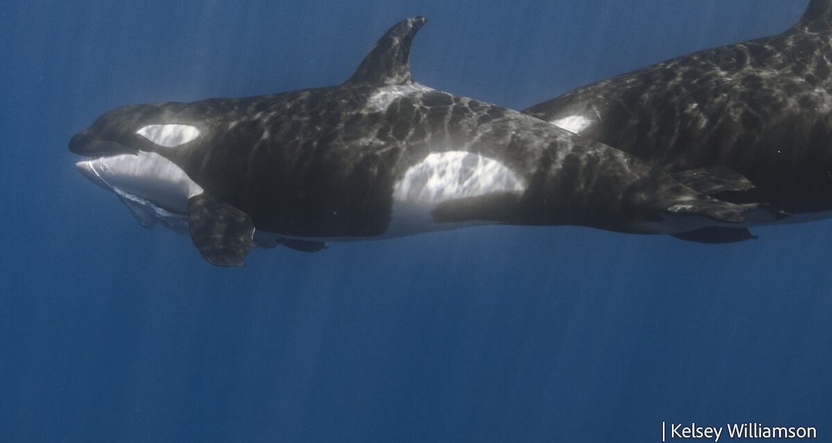 Scientists finally know the clever tricks orca use to hunt whale sharks