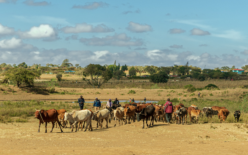 The world is getting smaller for pastoralists facing multiple threats