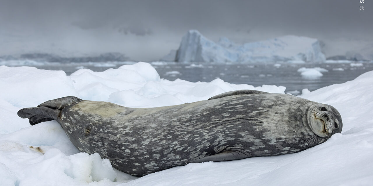 25 enchanting images from the Wildlife Photographer of the Year People’s Choice awards