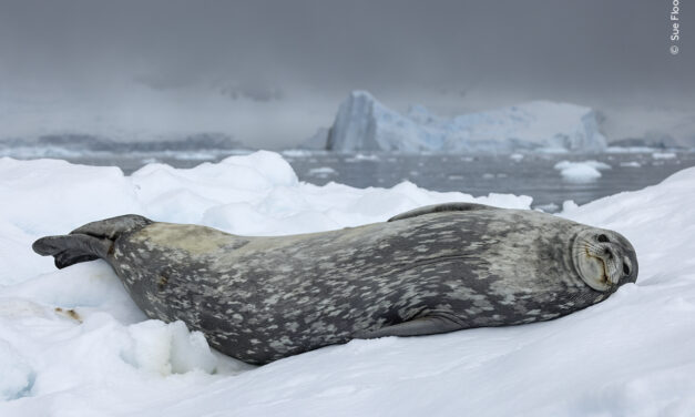 25 enchanting images from the Wildlife Photographer of the Year People’s Choice awards