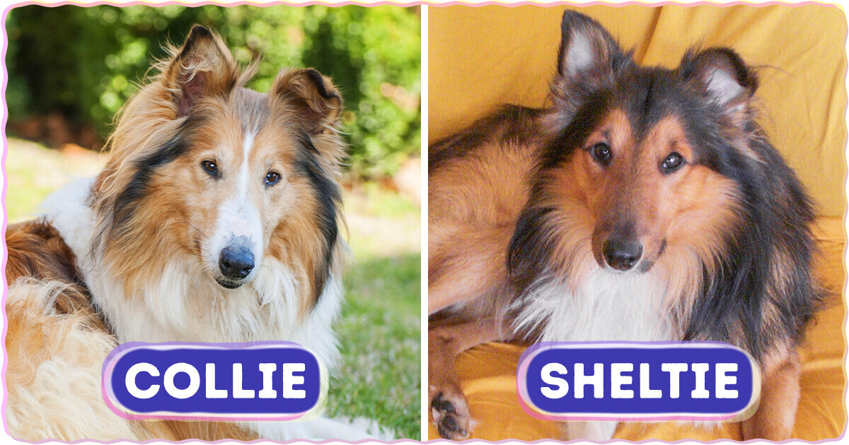 8 Dog Breeds So Similar, Even Experts Are Fooled