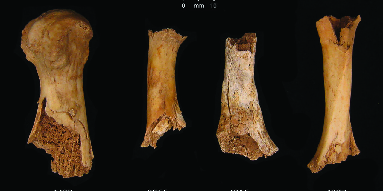 Bronze Age butchery and cannibalism unearthed in England