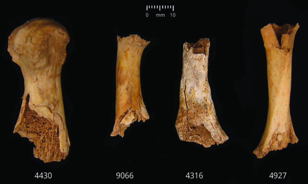 Bronze Age butchery and cannibalism unearthed in England