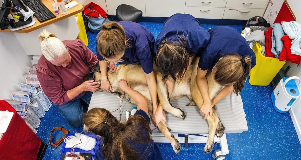 Inside the life-saving world of canine blood donors