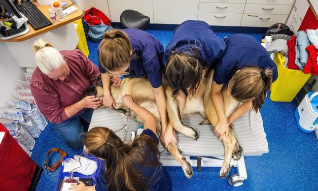 Inside the life-saving world of canine blood donors