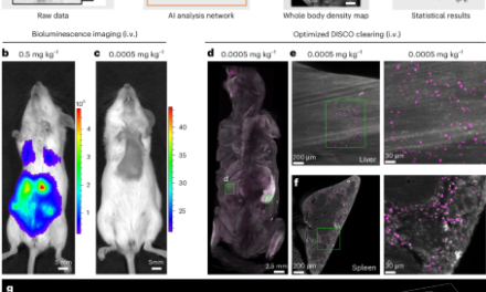 Nanocarrier imaging at single-cell resolution across entire mouse bodies with deep learning