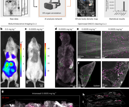 Nanocarrier imaging at single-cell resolution across entire mouse bodies with deep learning