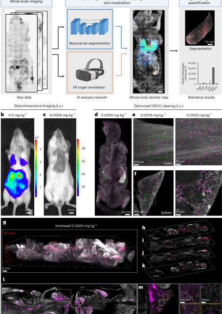 Nanocarrier imaging at single-cell resolution across entire mouse bodies with deep learning