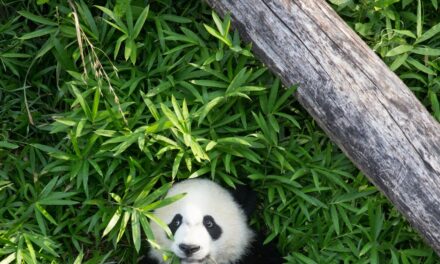 The U.S. history of ‘panda diplomacy’ and challenges of rewilding the species