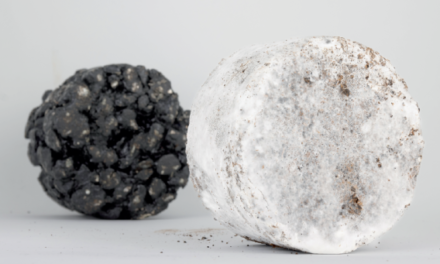 Mushroom makes tasty eco-asphalt